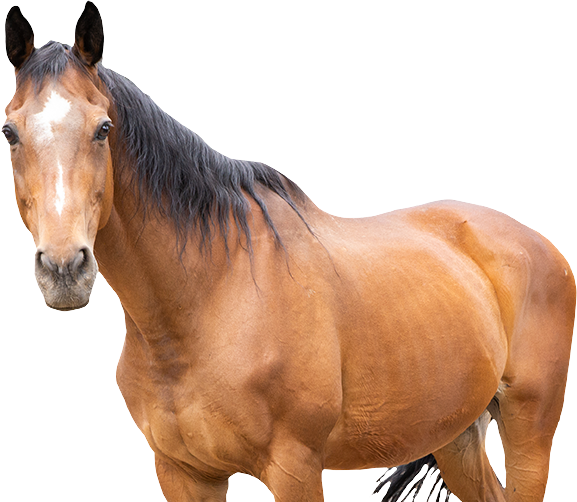 Florida Ranches Calendar